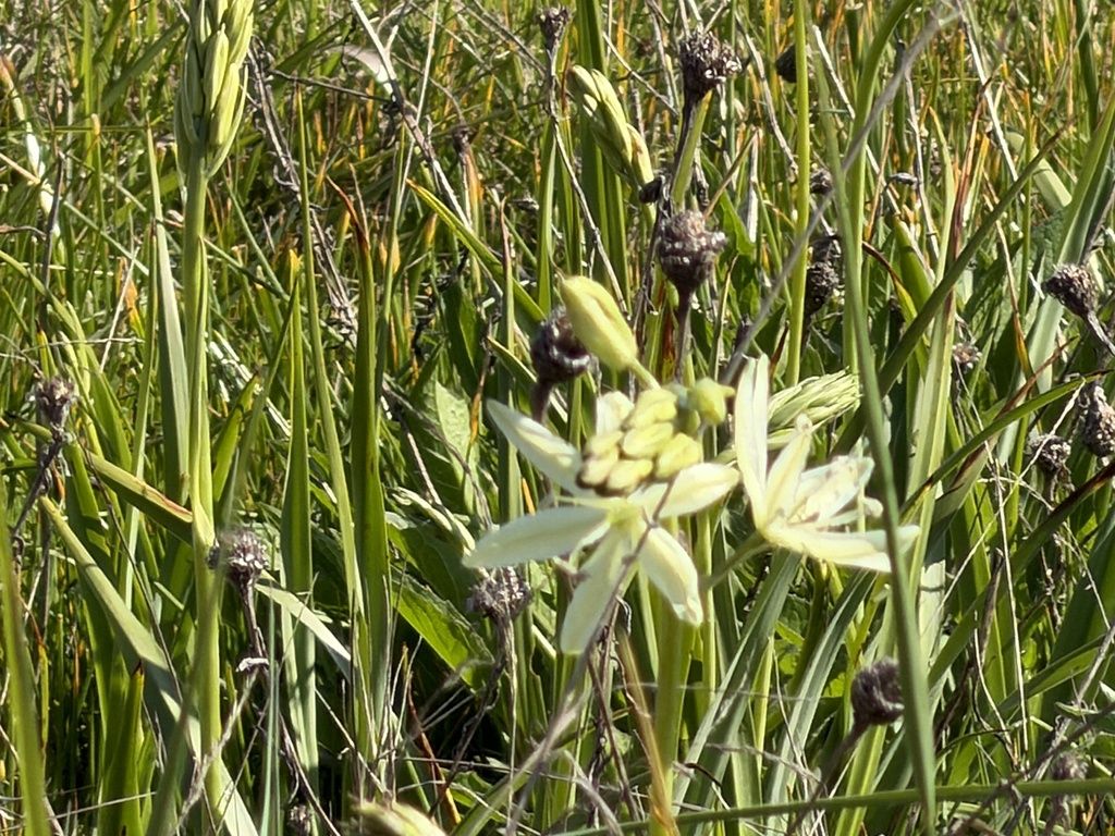 Great camas (Camassia leichtlinii)