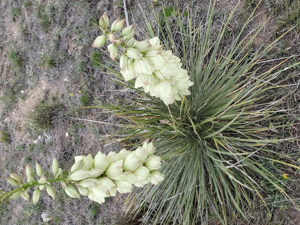 Great Plains yucca (Yucca glauca)