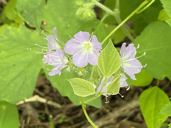 Great waterleaf (Hydrophyllum appendiculatum)