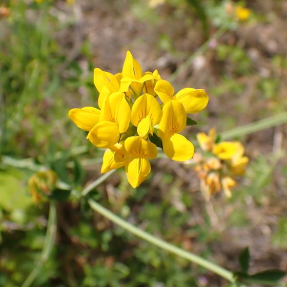 Greater bird's-foot-trefoil (Lotus pedunculatus)