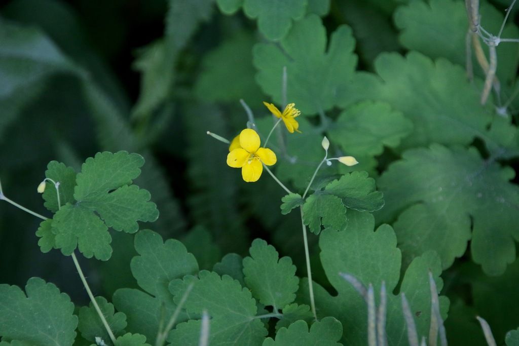 Greater celandine (Chelidonium majus)