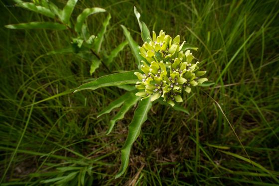 Green antelopehorns (Asclepias viridis)