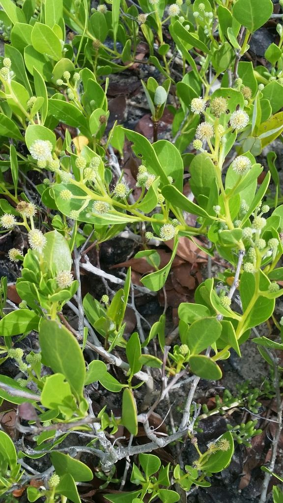 Green buttonwood (Conocarpus erectus)