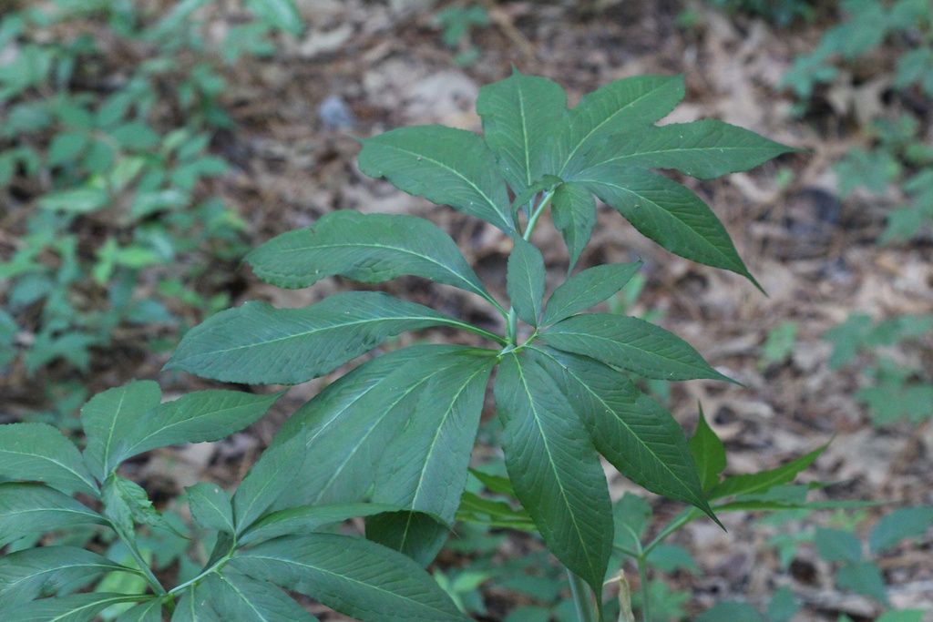Green dragon (Arisaema dracontium)