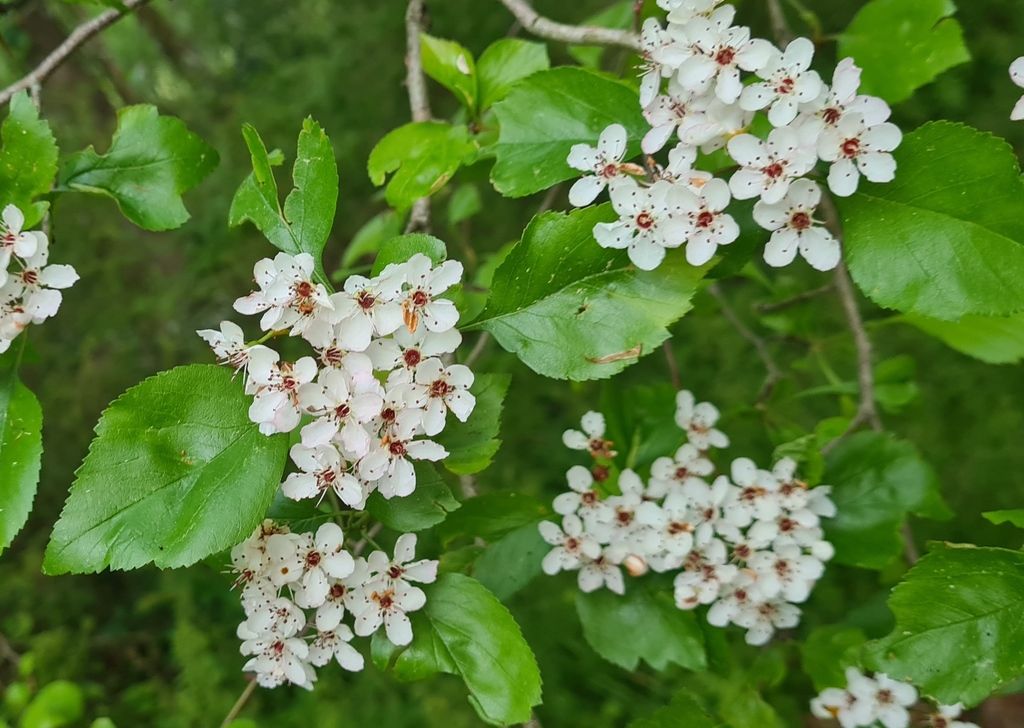 Green hawthorn (Crataegus viridis)