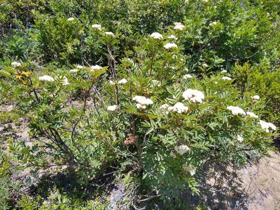 Greene's mountain ash (Sorbus scopulina)