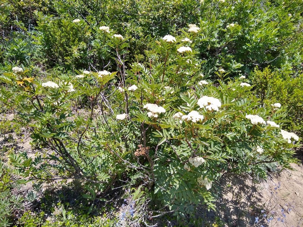Greene's mountain ash (Sorbus scopulina)