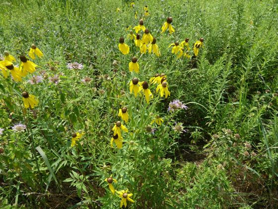 Grey-headed coneflower (Ratibida pinnata)