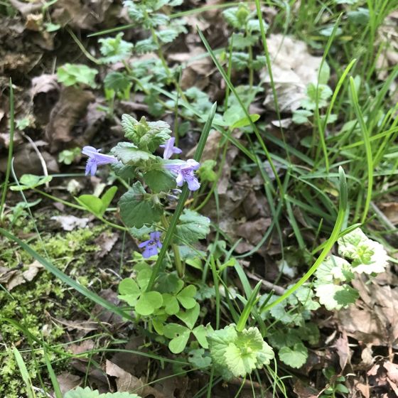 Ground-ivy (Glechoma hederacea)