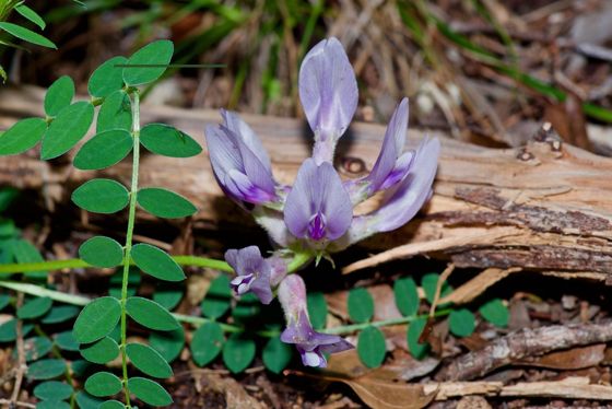 Ground-plum (Astragalus crassicarpus)