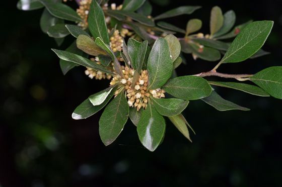 Gum bumelia (Sideroxylon lanuginosum)