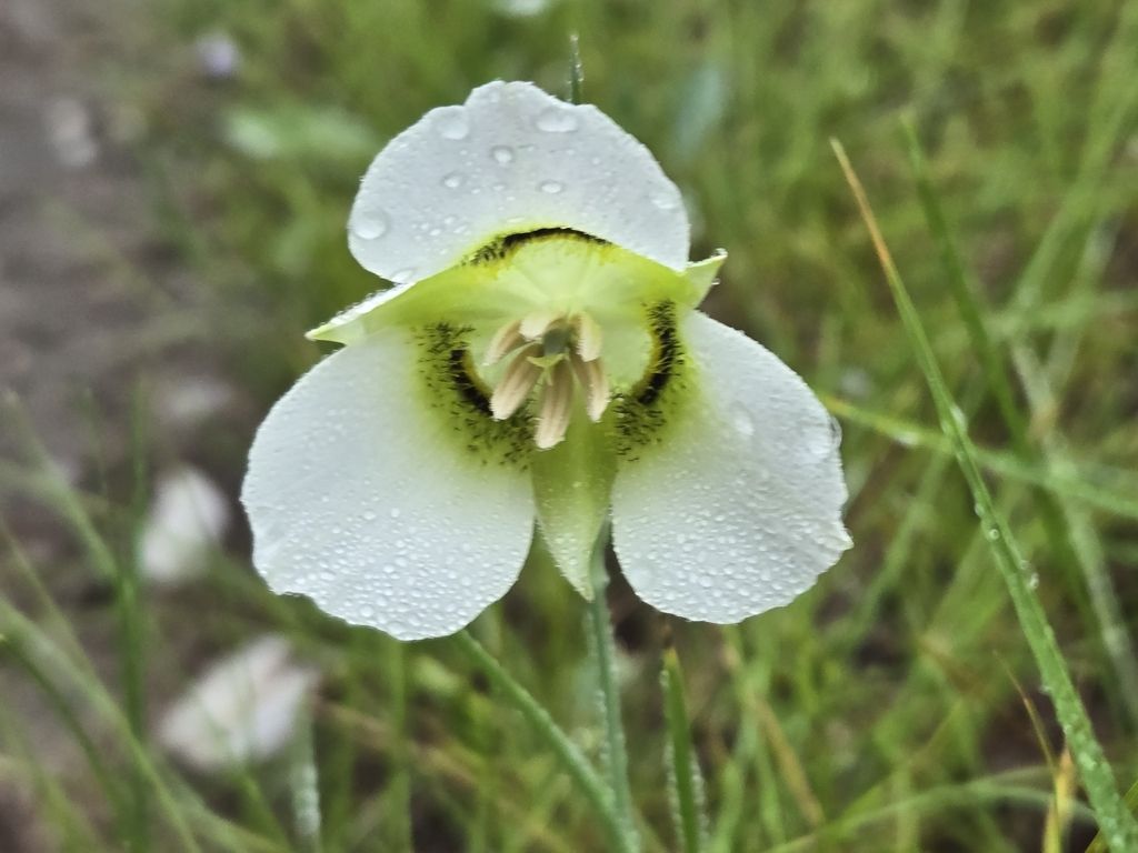 Gunnison's mariposa lily (Calochortus gunnisonii)