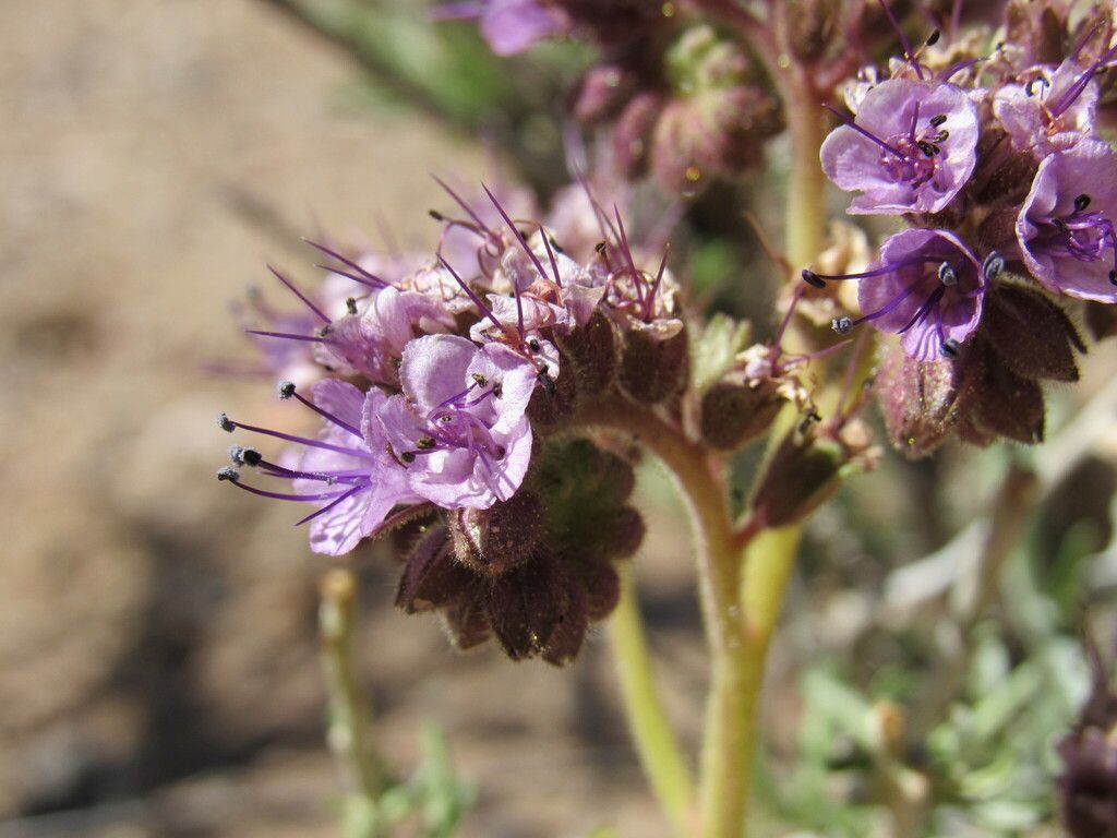 Gypsum phacelia (Phacelia integrifolia)