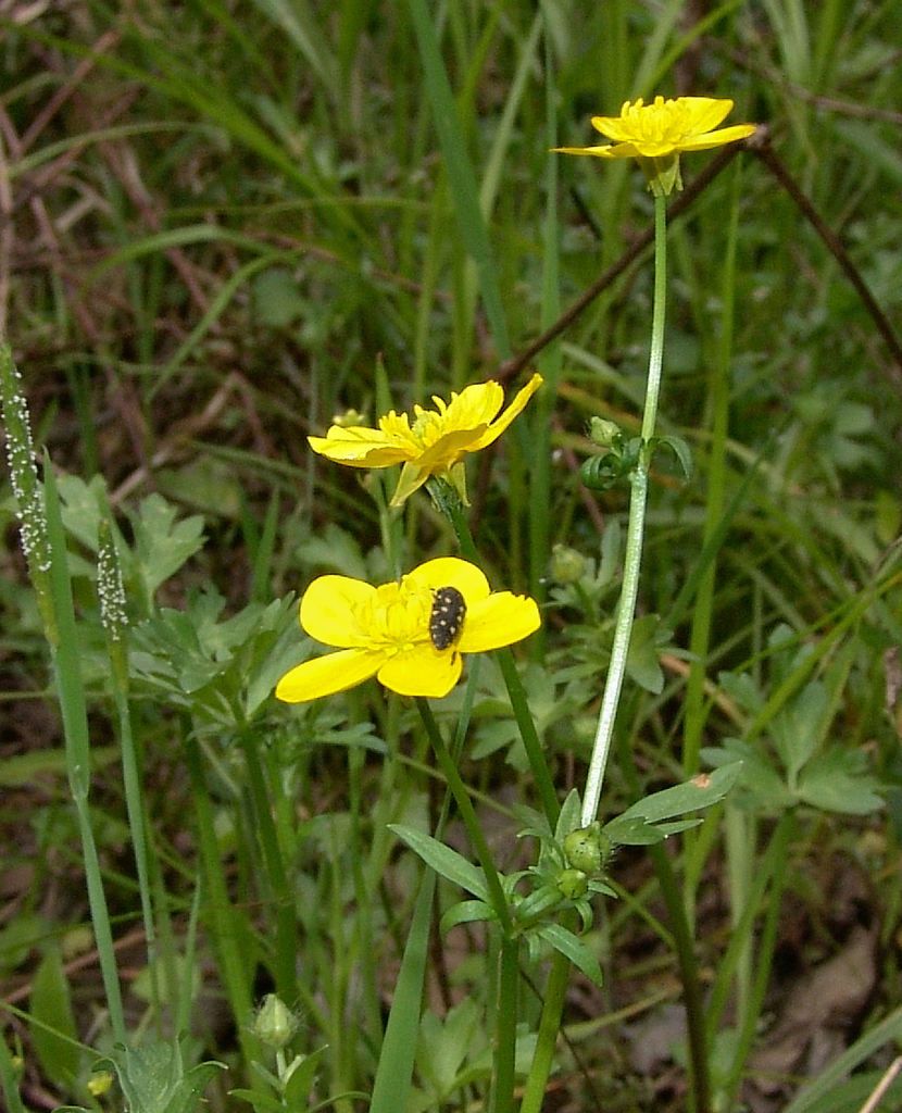 Hairy buttercup (Ranunculus sardous)