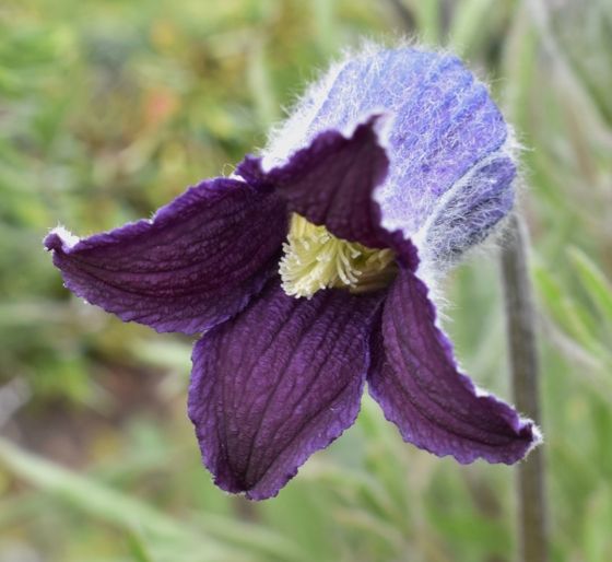 Hairy clematis (Clematis hirsutissima)