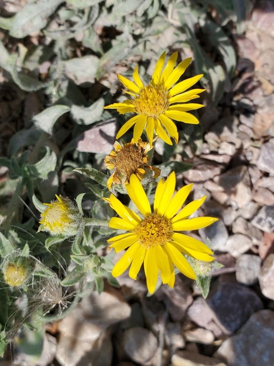 Hairy false goldenaster (Heterotheca villosa)