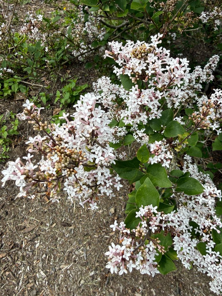 Hairy lilac (Syringa pubescens)