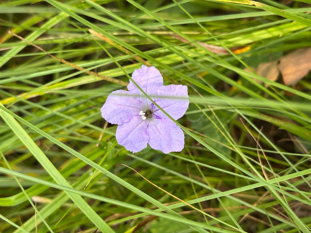 Hairy ruellia (Ruellia humilis)