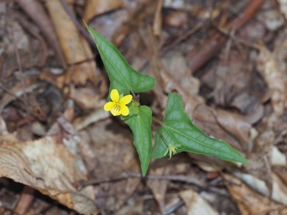 Halberd-leaved violet (Viola hastata)