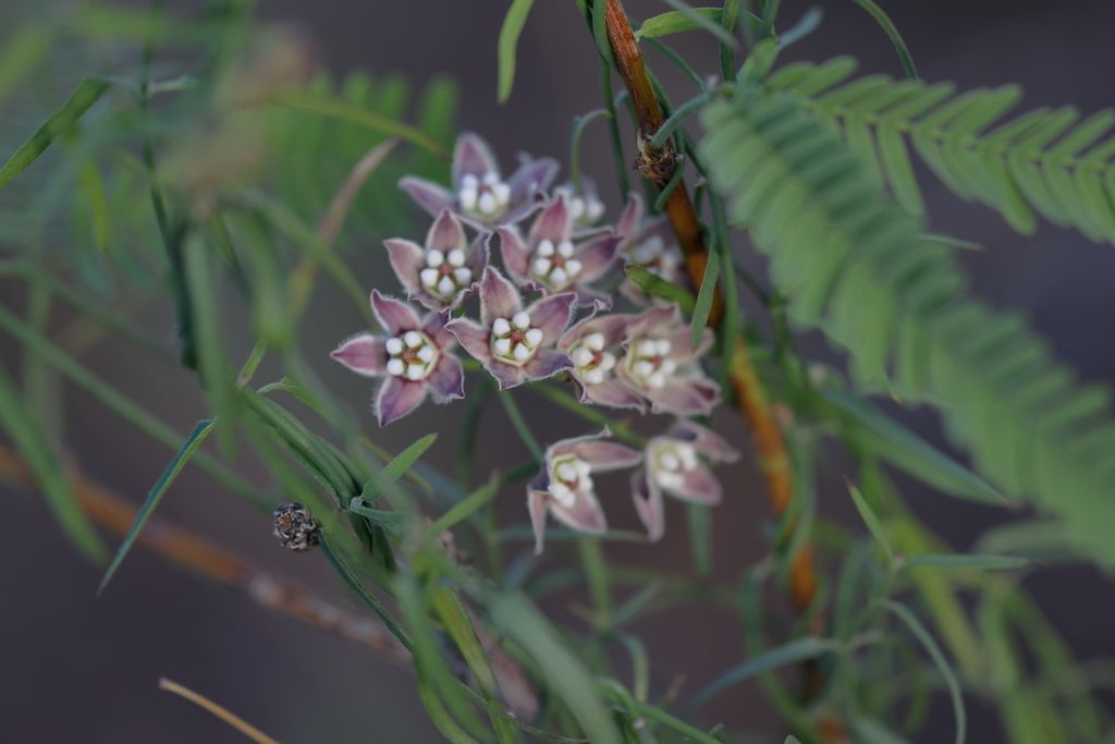 Hartweg's climbing milkweed (Funastrum heterophyllum)