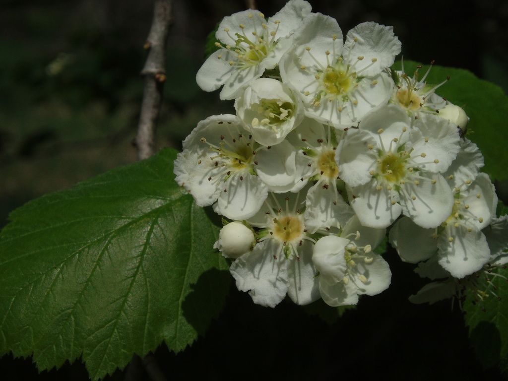Hawthorns (Crataegus)