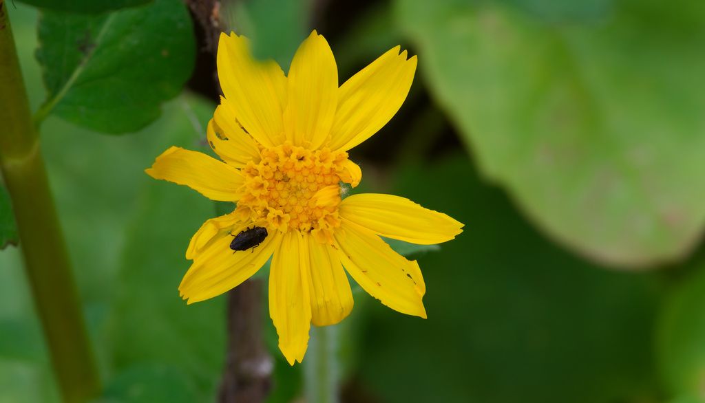 Heartleaf arnica (Arnica cordifolia)