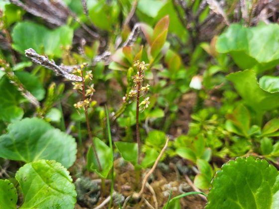Heartleaf twayblade (Neottia cordata)