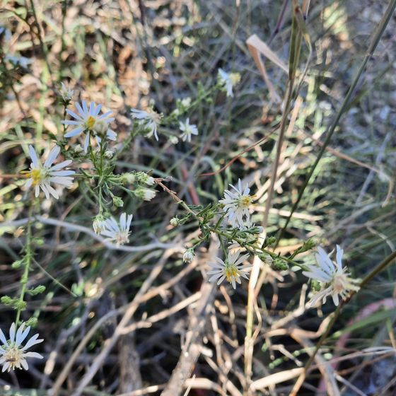 Heath aster (Symphyotrichum ericoides)