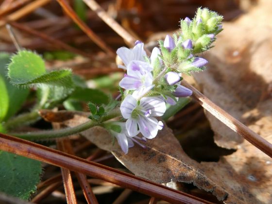 Heath speedwell (Veronica officinalis)