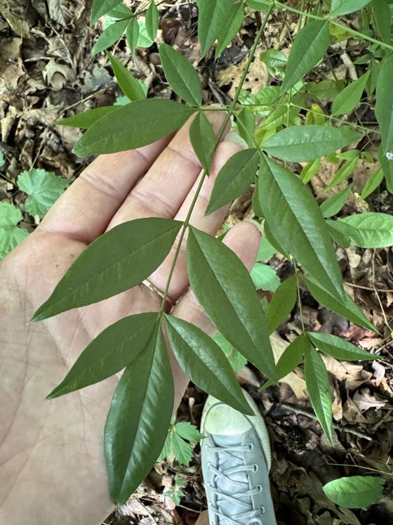 Heavenly bamboo (Nandina domestica)