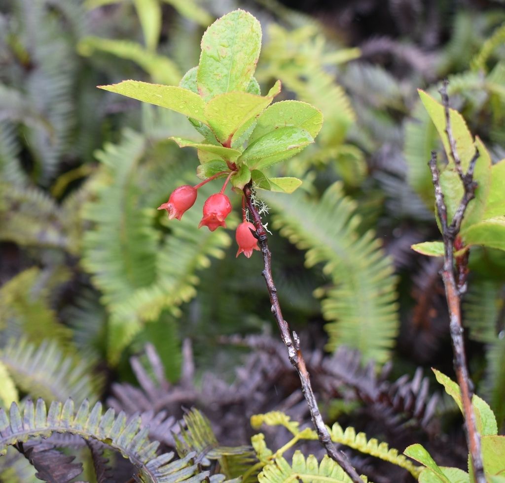 ʻōhelo kau lāʻau (Vaccinium calycinum)