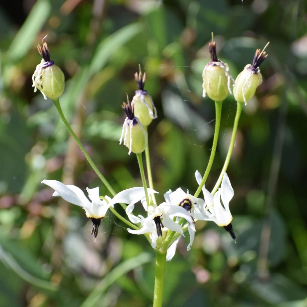 Henderson's shooting star (Primula hendersonii)