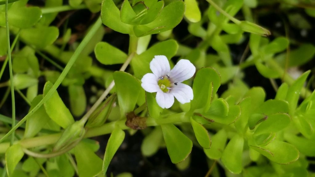 Herb-of-grace (Bacopa monnieri)
