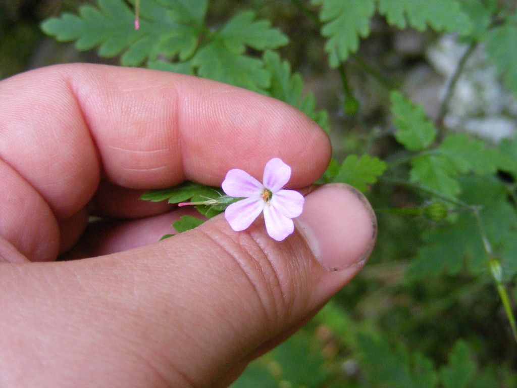 Herb robert (Geranium robertianum)