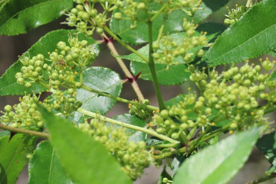 Hercules' club (Zanthoxylum clava-herculis)