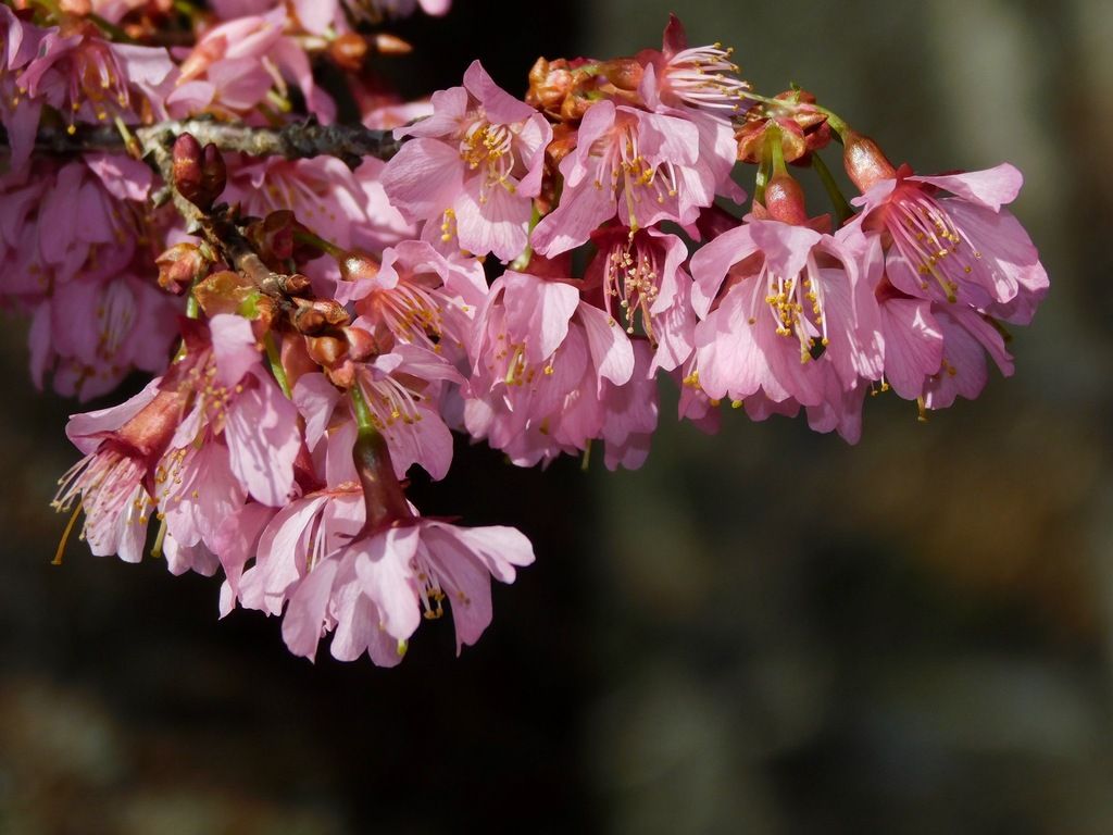 Higan cherry (Prunus × subhirtella)