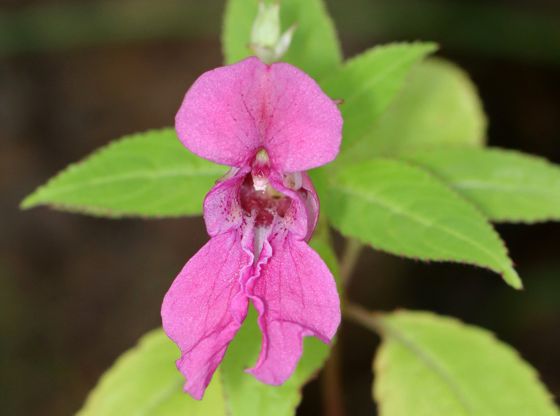 Himalayan balsam (Impatiens glandulifera)