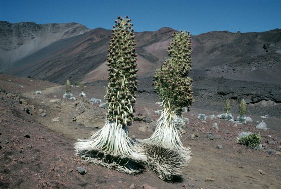 'āhinahina (Argyroxiphium sandwicense)