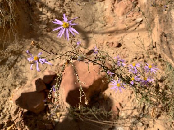 Hoary tansyaster (Dieteria canescens)