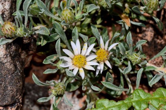 Hoary townsend daisy (Townsendia incana)
