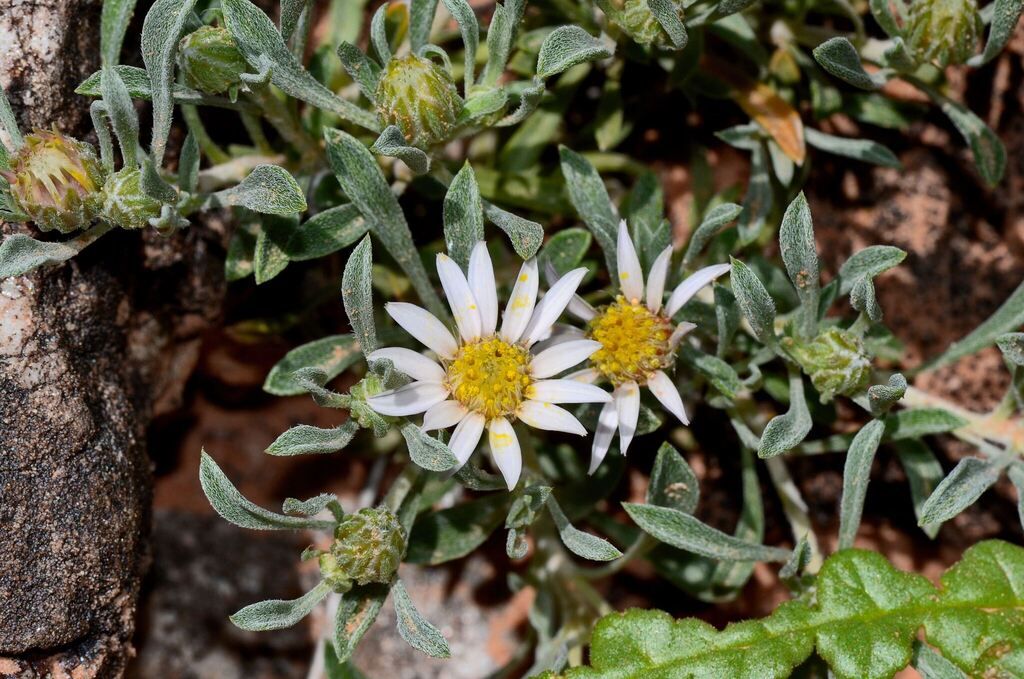 Hoary townsend daisy (Townsendia incana)
