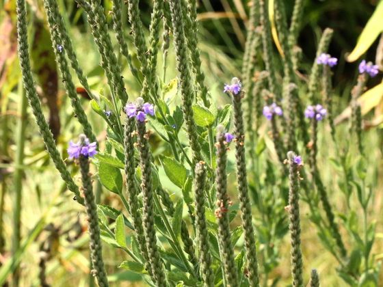 Hoary vervain (Verbena stricta)