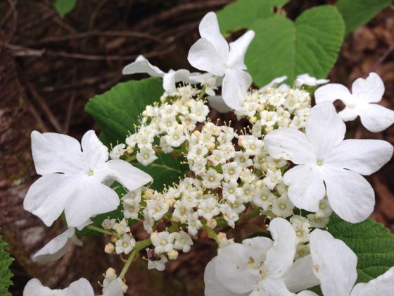 Hobblebush (Viburnum lantanoides)