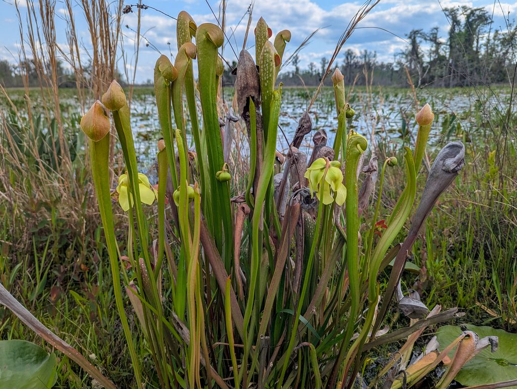 Hooded pitcher plant (Sarracenia minor)
