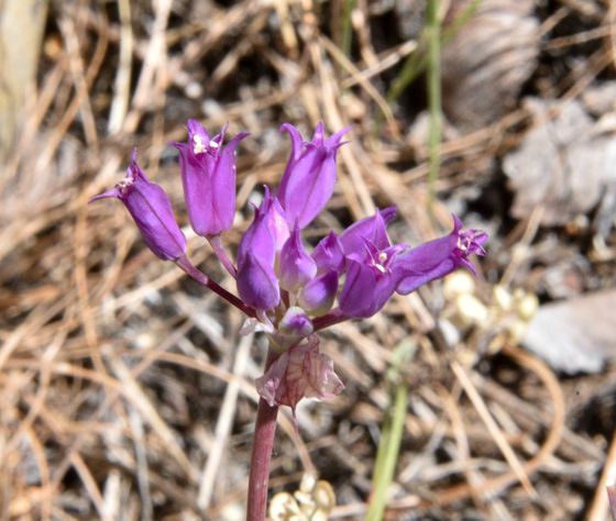 Hooker's onion (Allium acuminatum)