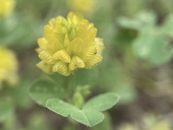 Hop trefoil (Trifolium campestre)