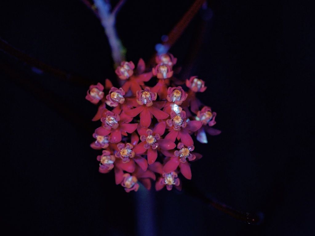 Horsetail milkweed (Asclepias subverticillata)