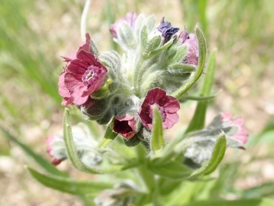 Hound's-tongue (Cynoglossum officinale)