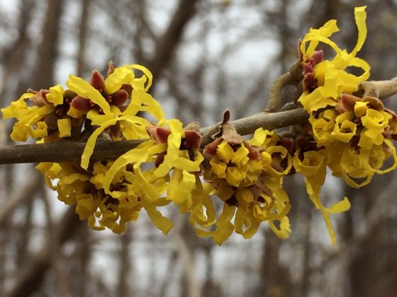 Hybrid witch hazel (Hamamelis × intermedia)