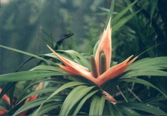 'ie'ie (Freycinetia arborea)